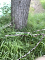 Sphinx morio arestus