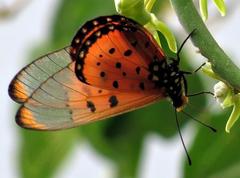 Acraea neobule neobule
