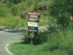 Solanum lumholtzianum