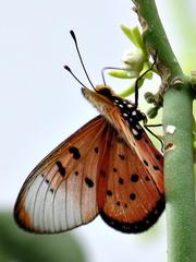 Acraea neobule neobule