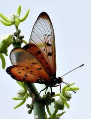 Acraea neobule neobule