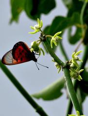 Acraea neobule neobule