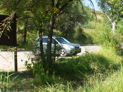 Solanum lumholtzianum