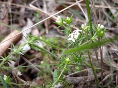 Asperula scoparia