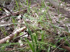 Asperula scoparia
