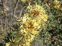 Grevillea trifida