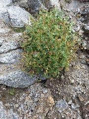 Stellaria ruscifolia