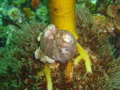 Crepidula porcellana