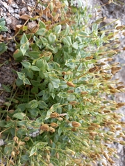 Stellaria ruscifolia