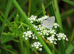 Eicochrysops hippocrates