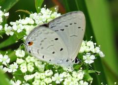 Eicochrysops hippocrates