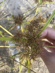Cyperus engelmannii
