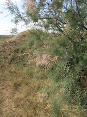 Tamarix laxa