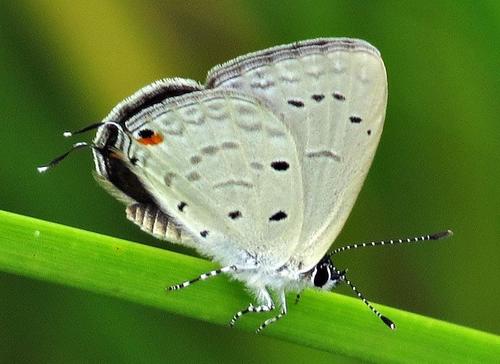 White-tipped Blue