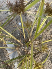Cyperus engelmannii
