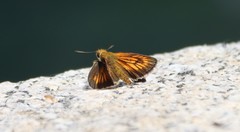 Thymelicus sylvaticus