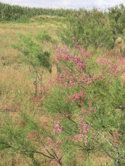 Tamarix laxa
