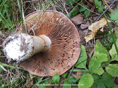 Cortinarius praestans
