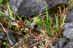 Epilobium denticulatum