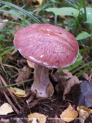 Cortinarius praestans
