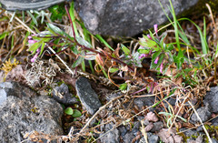 Epilobium denticulatum