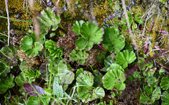 Gunnera magellanica