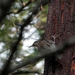 Cormobates leucophaea leucophaea