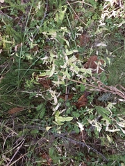 Stellaria calycantha