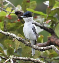 Gray-Collared Becard photo 3