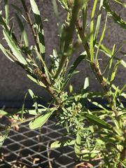 Erigeron canadensis