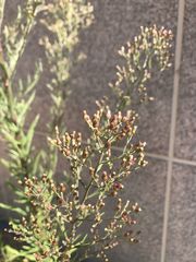 Erigeron canadensis