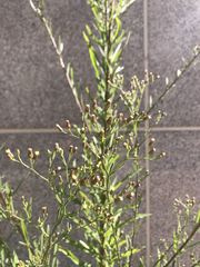 Erigeron canadensis
