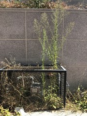 Erigeron canadensis