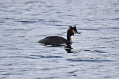 Podiceps cristatus