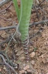 Lachenalia haarlemensis