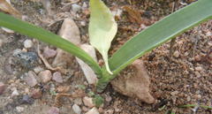 Lachenalia haarlemensis