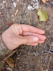 Agrostis vinealis