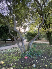 Calycolpus moritzianus