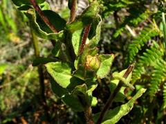 Helichrysum aureolum