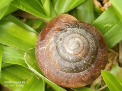 Quantula