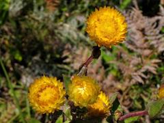 Helichrysum aureolum