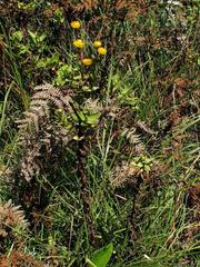 Helichrysum aureolum