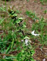 Ocimum americanum americanum
