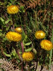 Helichrysum aureolum