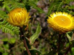 Helichrysum aureolum