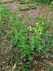 Ocimum americanum americanum
