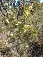 Grevillea trifida