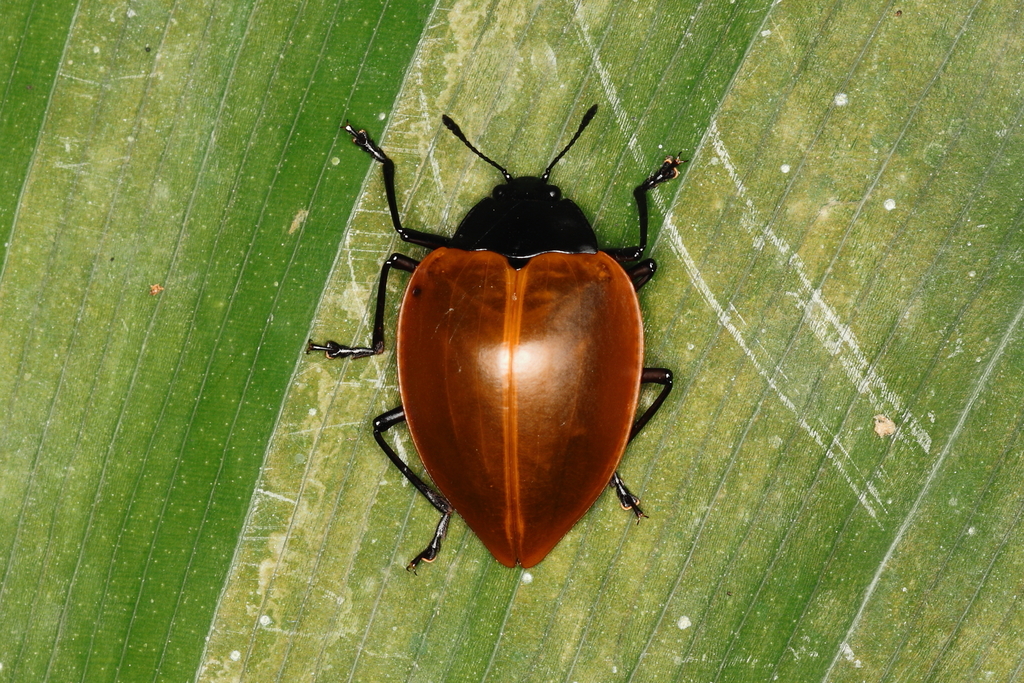 Eurycardius
