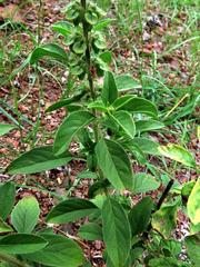 Ocimum americanum americanum