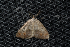 Macaria loricaria